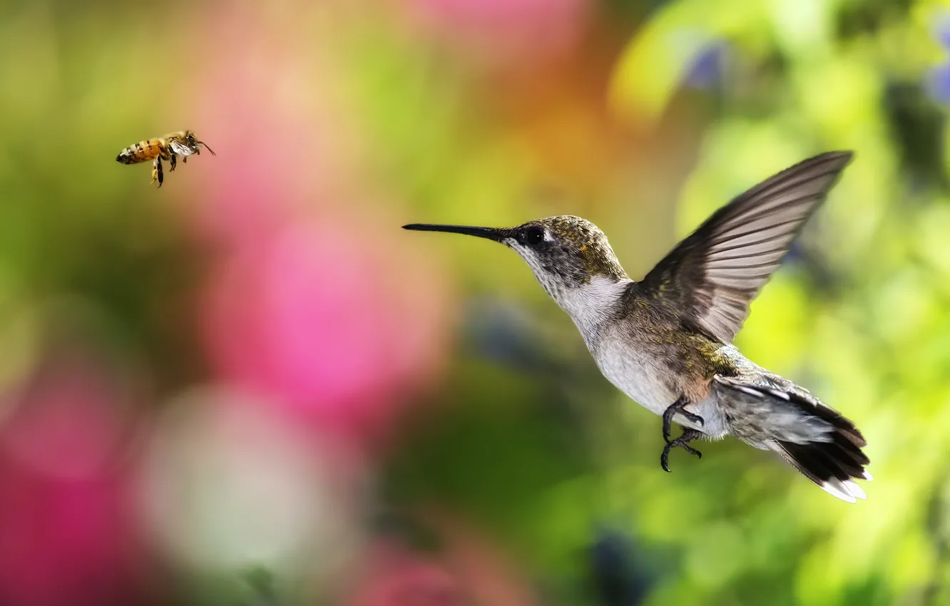 Photo wallpaper flight, bee, background, bird, Hummingbird, bokeh