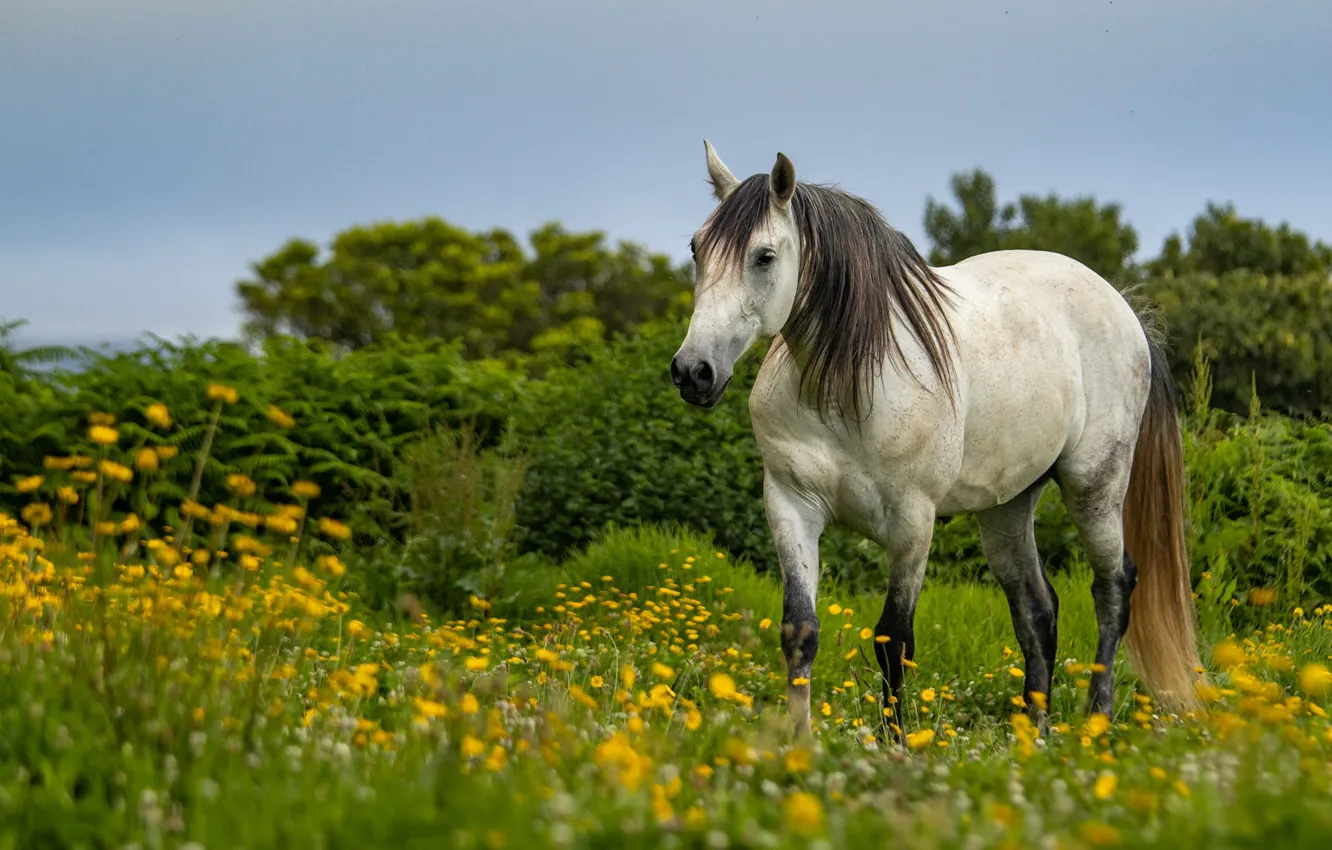 Photo wallpaper field, white, grass, look, face, flowers, nature, horse