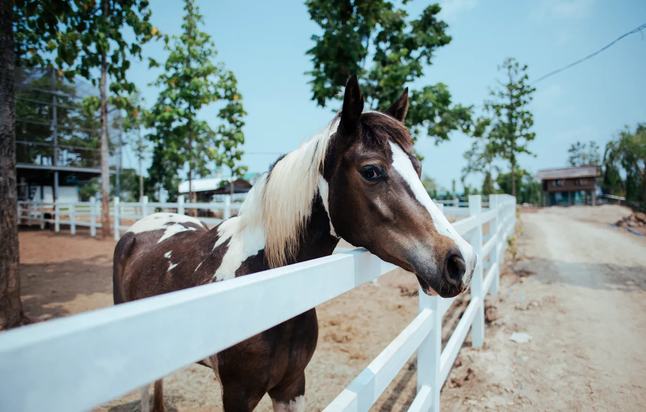 Photo wallpaper road, sand, the sky, look, face, trees, horse, horse