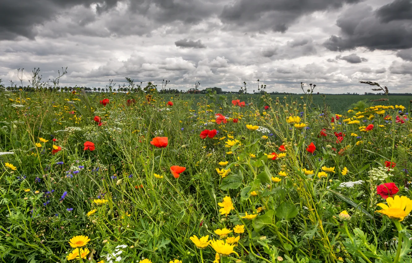 Photo wallpaper field, summer, the sky, grass, clouds, flowers, Maki, buttercups