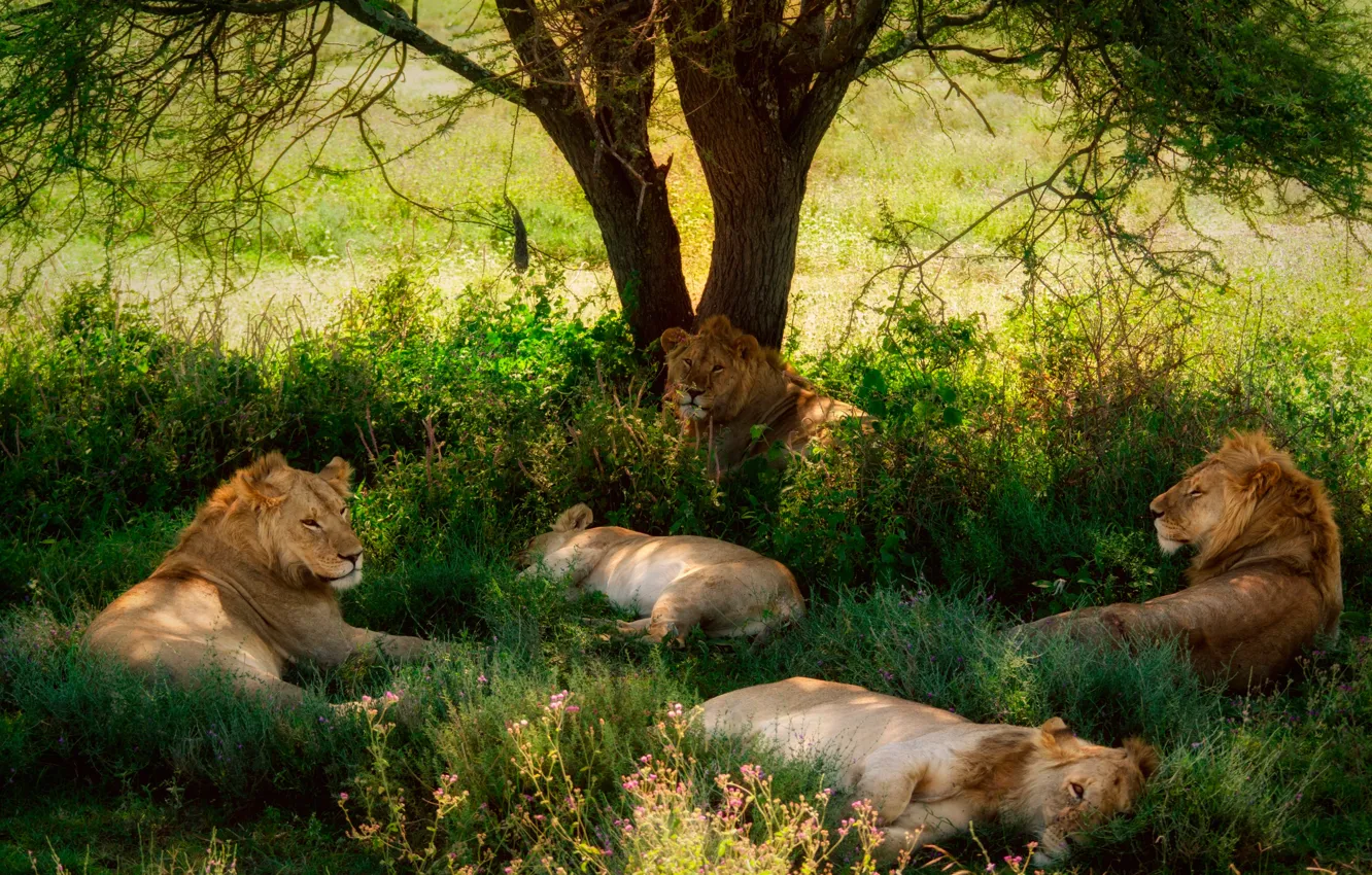 Photo wallpaper tree, stay, lions