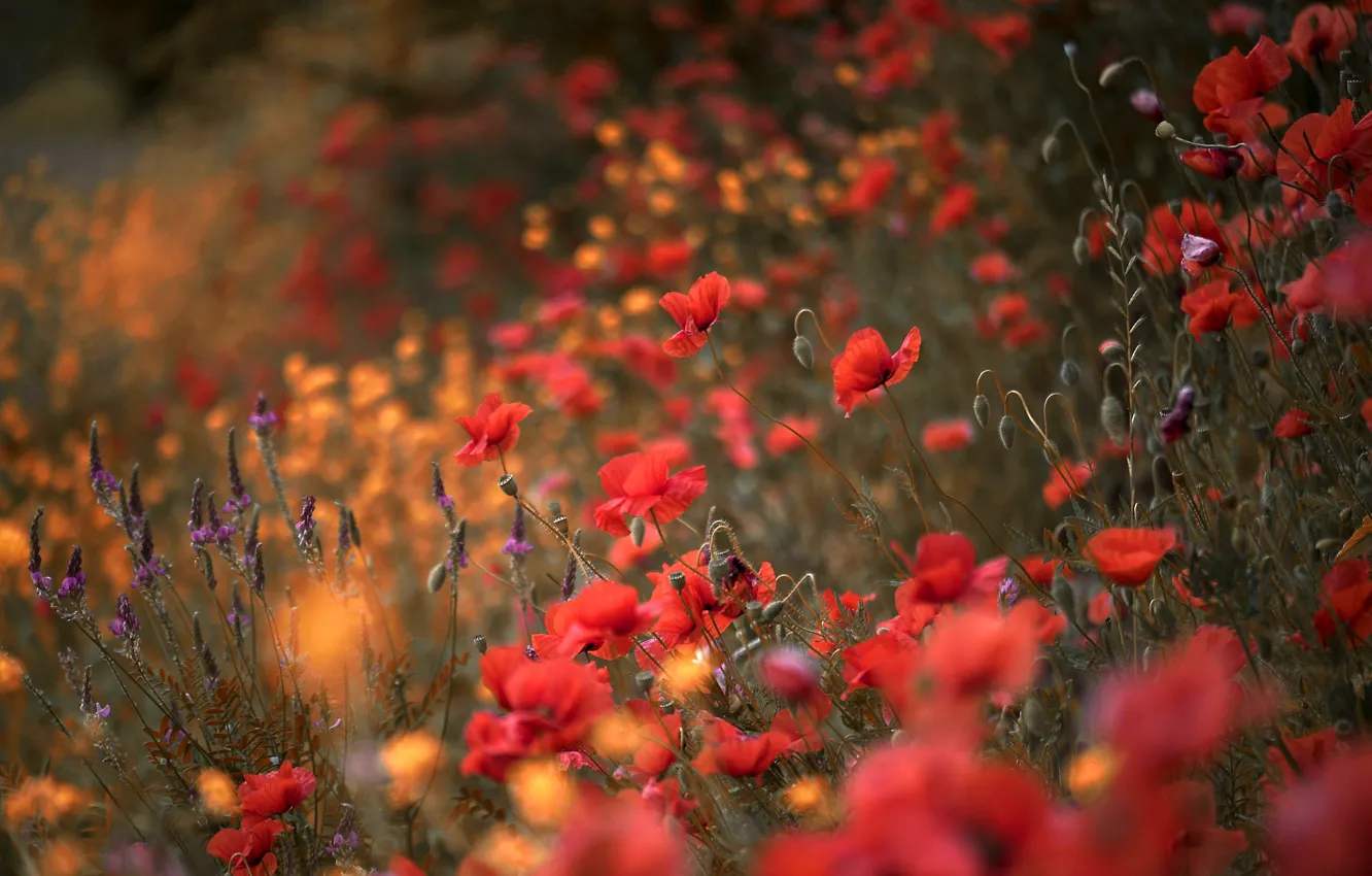 Photo wallpaper flowers, glade, Mac, Maki, meadow, red, field, poppy field