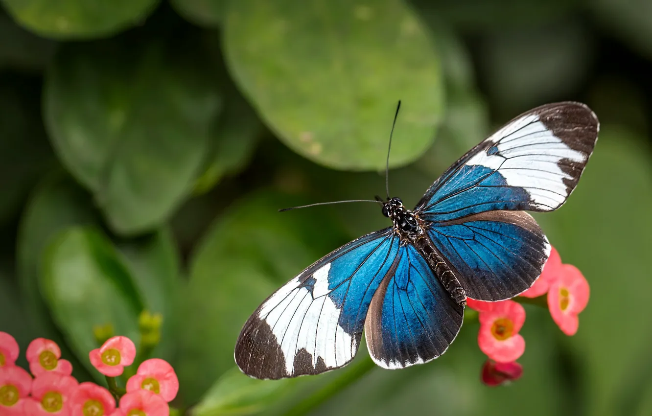Photo wallpaper leaves, macro, flowers, nature, blue, butterfly, plant, insect