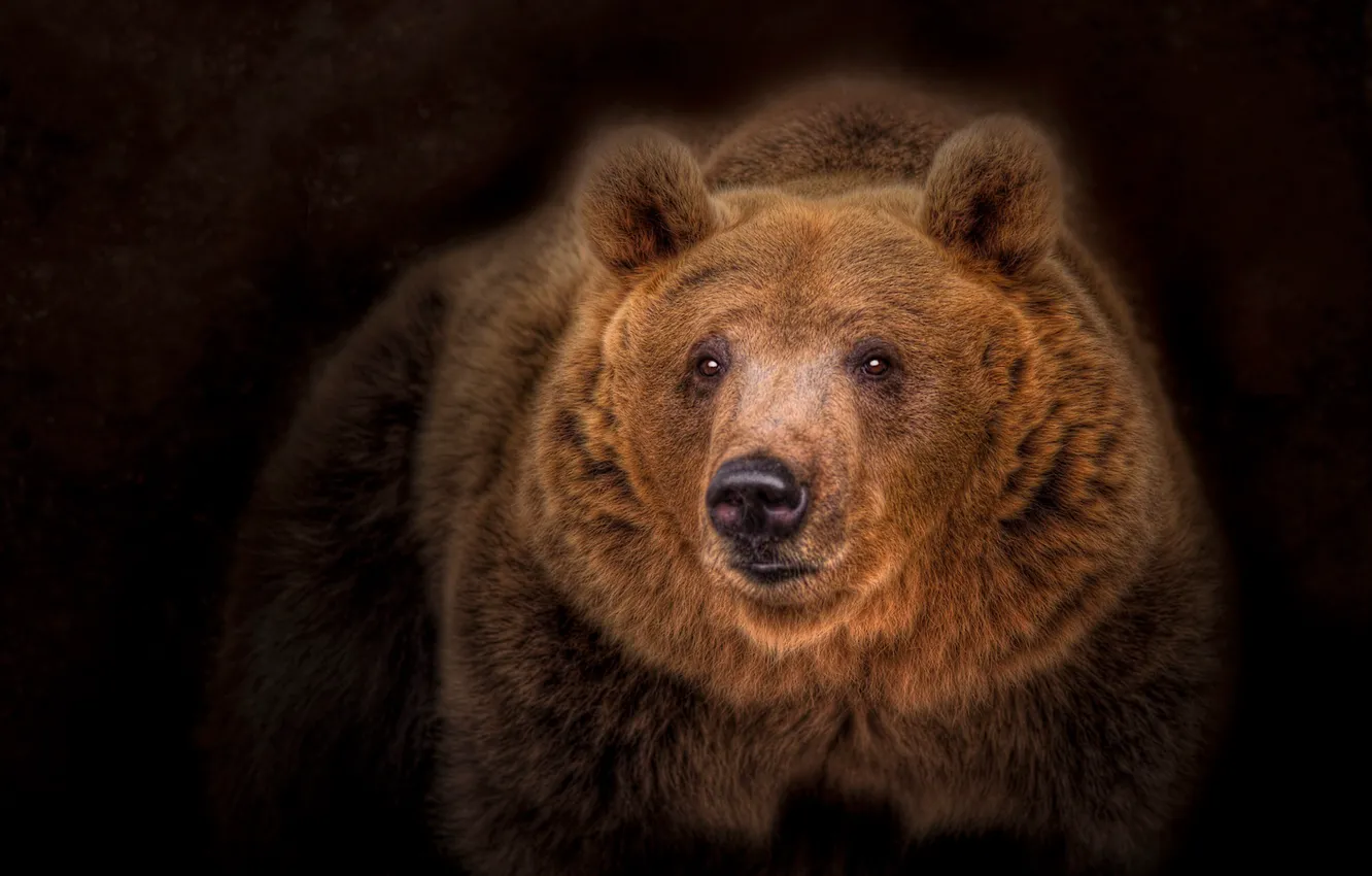 Photo wallpaper portrait, bear, the dark background, the Bruins