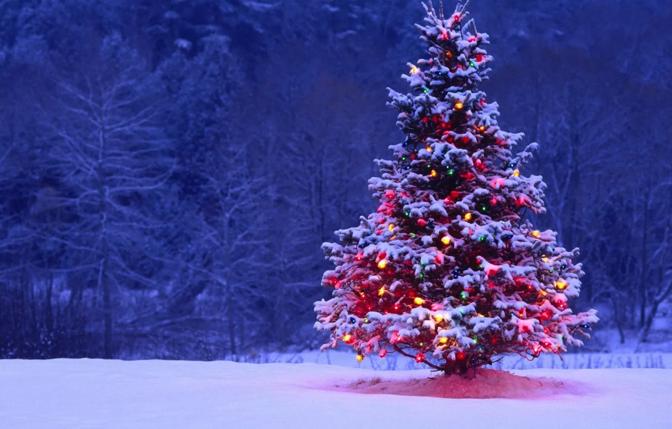 Photo wallpaper forest, snow, night, lights, tree, spruce, New Year, Christmas