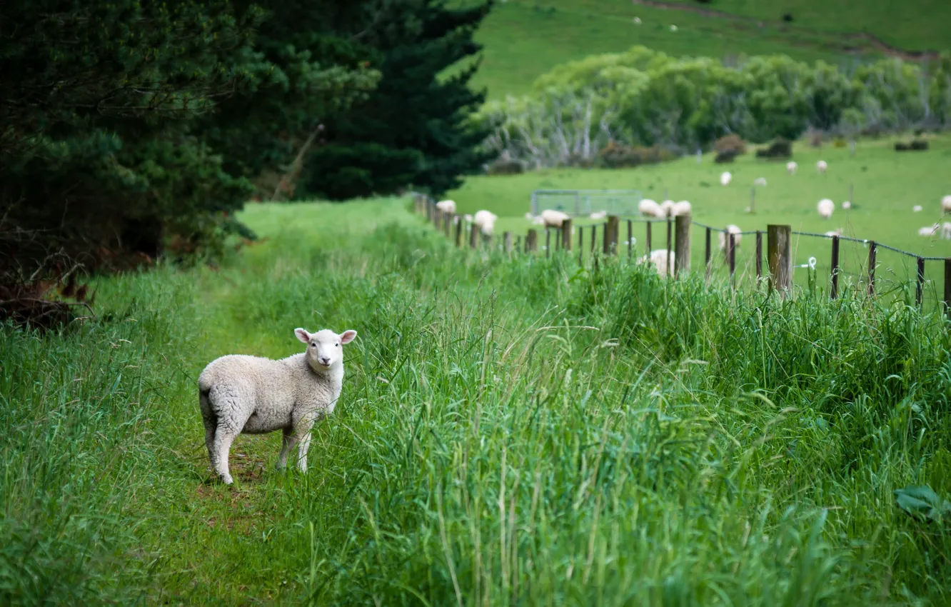 Photo wallpaper greens, field, nature, sheep, cub, sheep, lamb