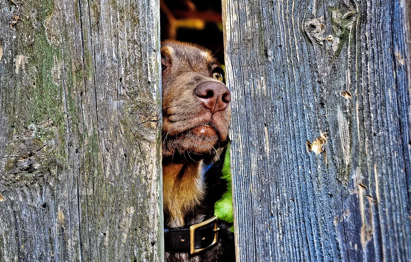 Photo wallpaper the fence, nose, dog, collar