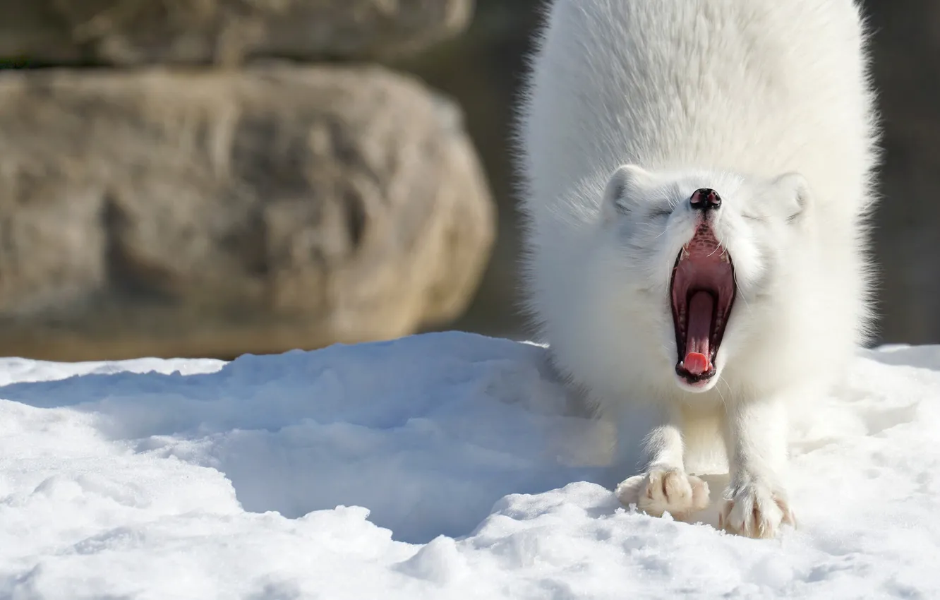 Photo wallpaper winter, snow, pose, mouth, yawns, Fox, stretching