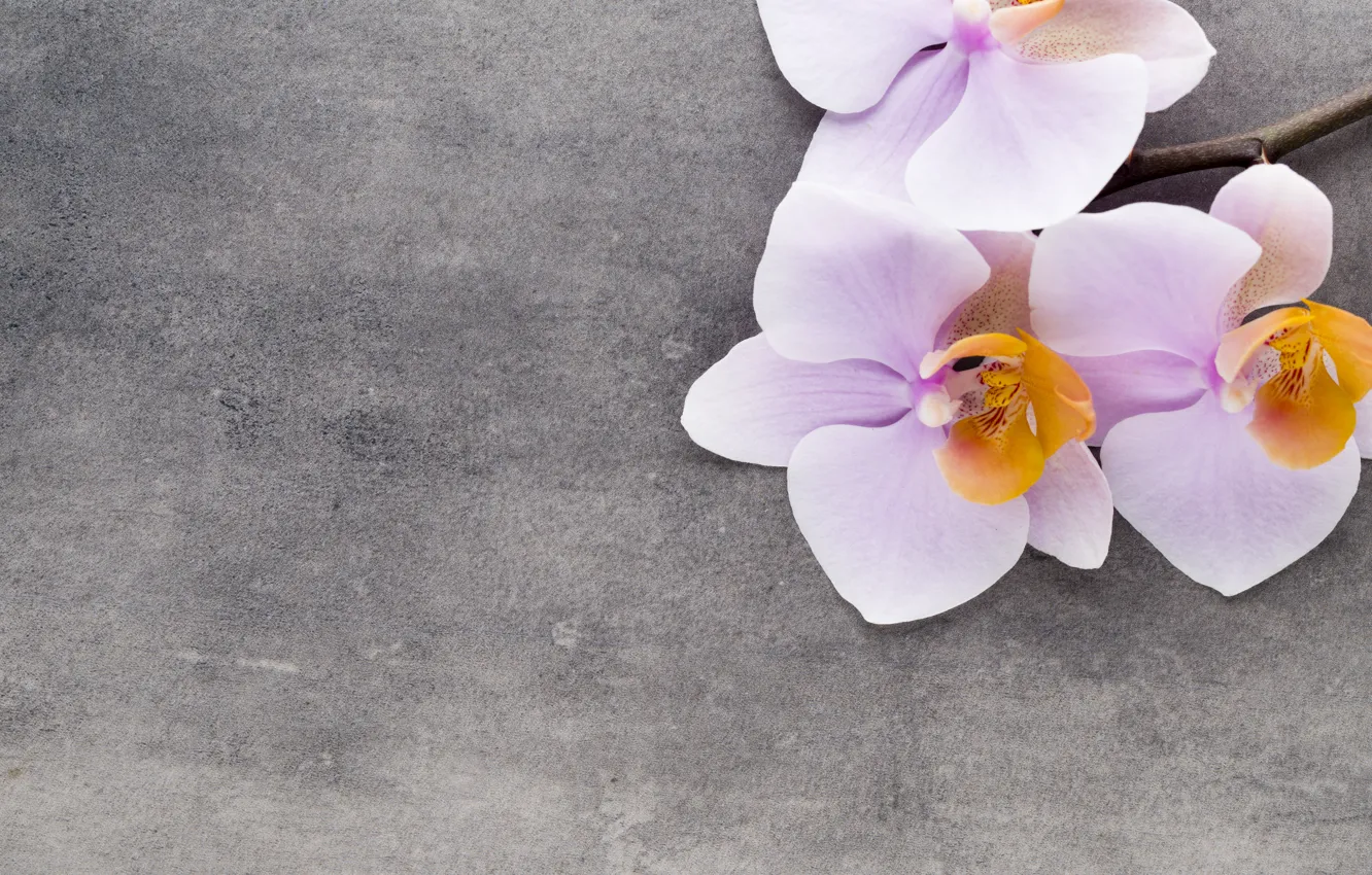 Photo wallpaper Orchid, pink, flowers, orchid