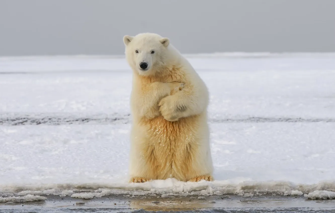 Photo wallpaper bear, snow, animal, polar bear, wildlife, Arctic