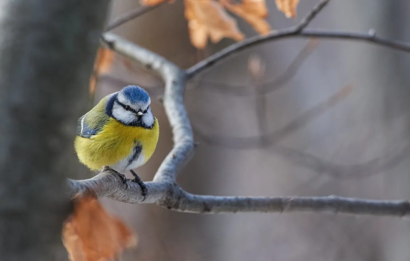 Photo wallpaper autumn, leaves, trees, branches, nature, bird, tit, Kalin Botev
