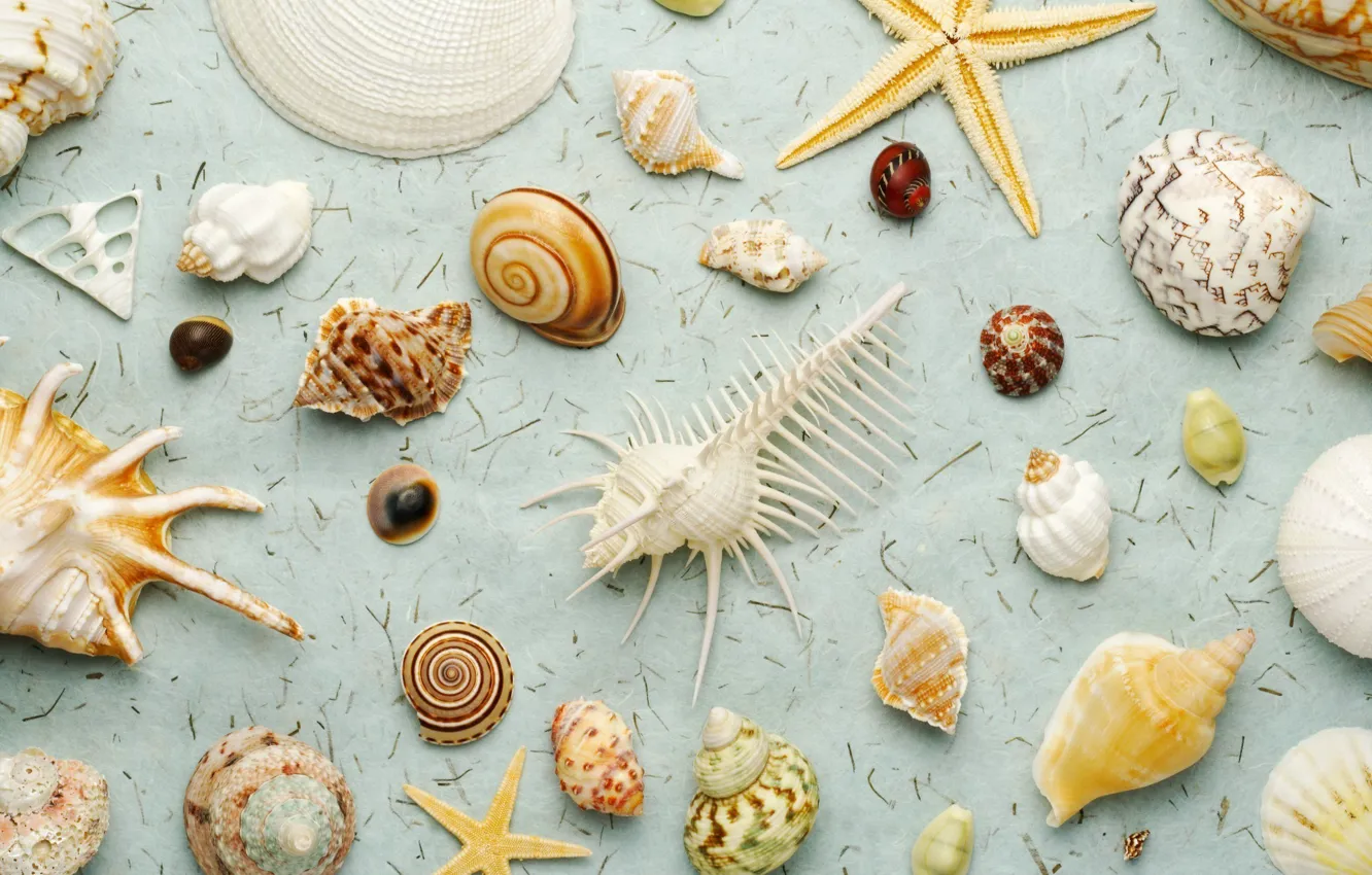 Photo wallpaper nature, shell, a lot, sea world, diversity
