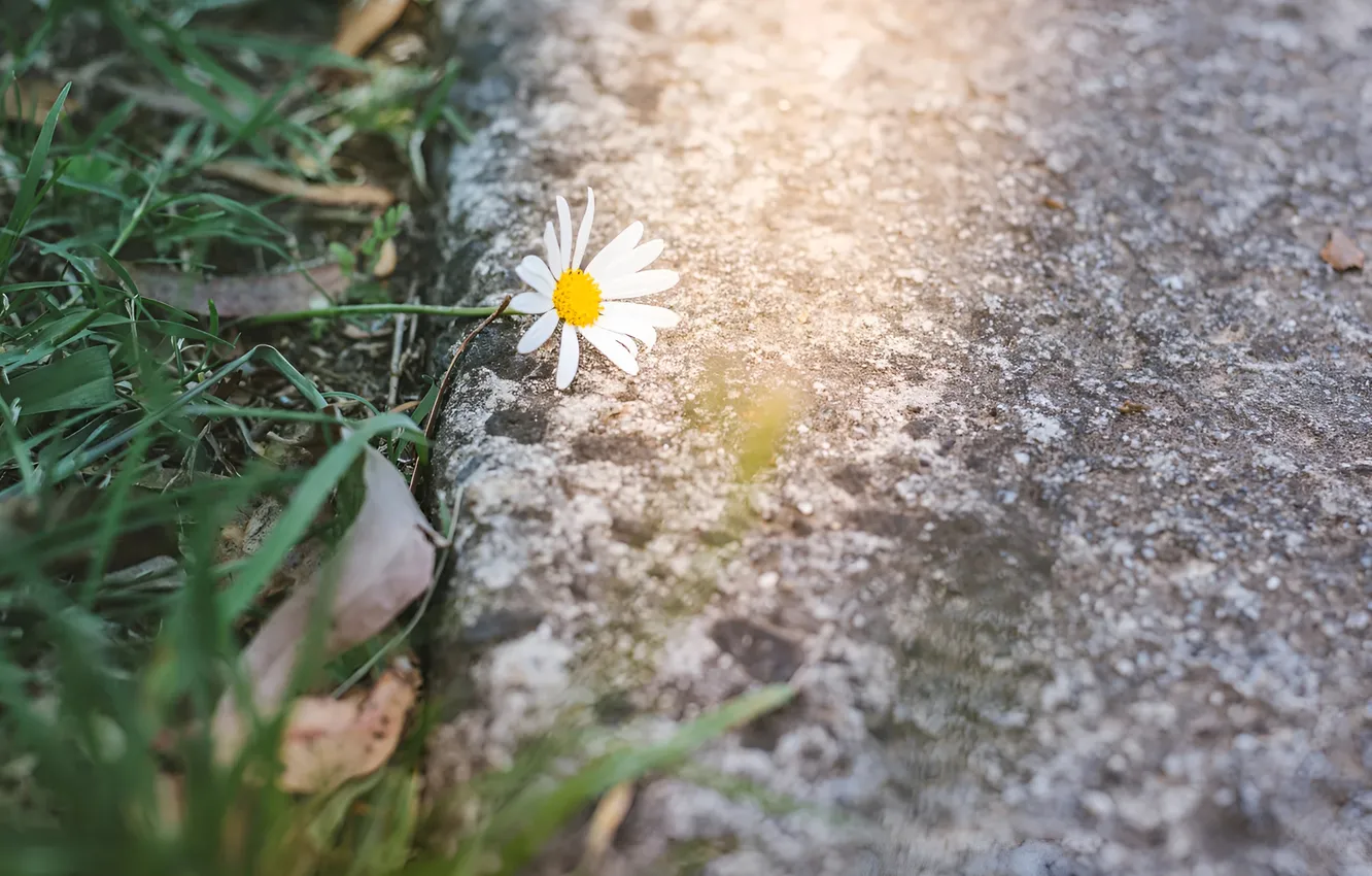 Photo wallpaper grass, flowers, chamomile, border, the rays of the sun