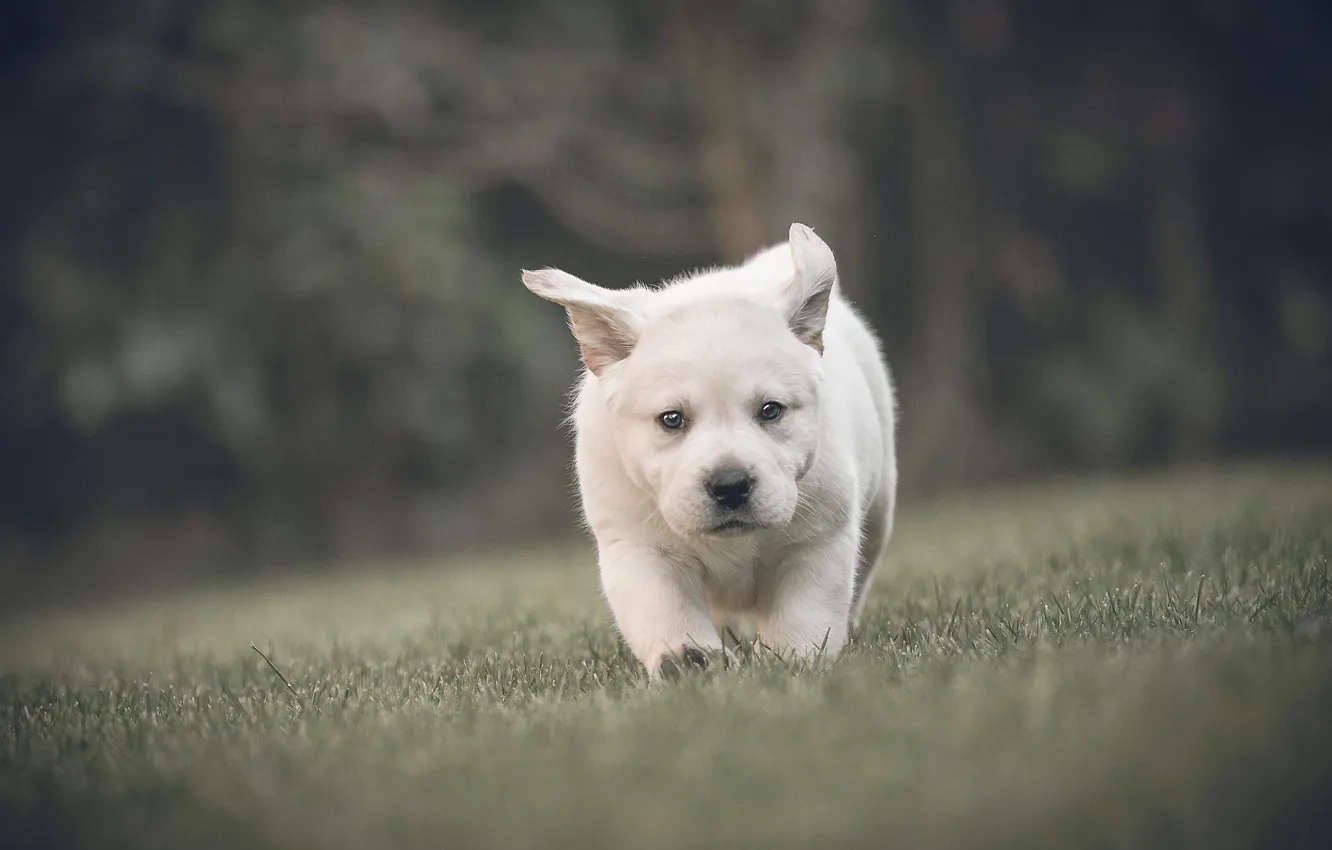 Photo wallpaper grass, look, baby, puppy, walk, face, bokeh, doggie