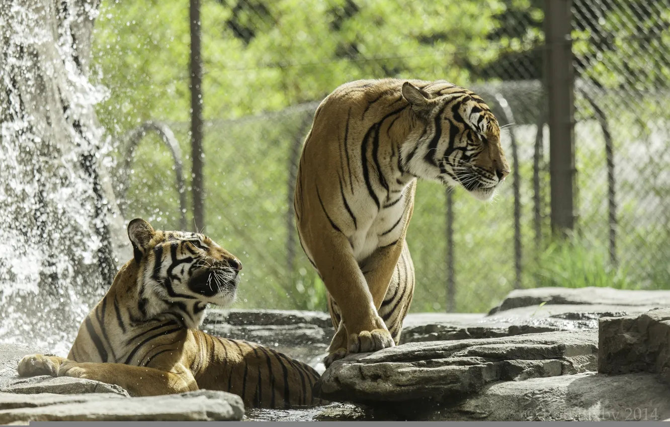 Photo wallpaper predators, bathing, pair, wild cats, tigers, zoo