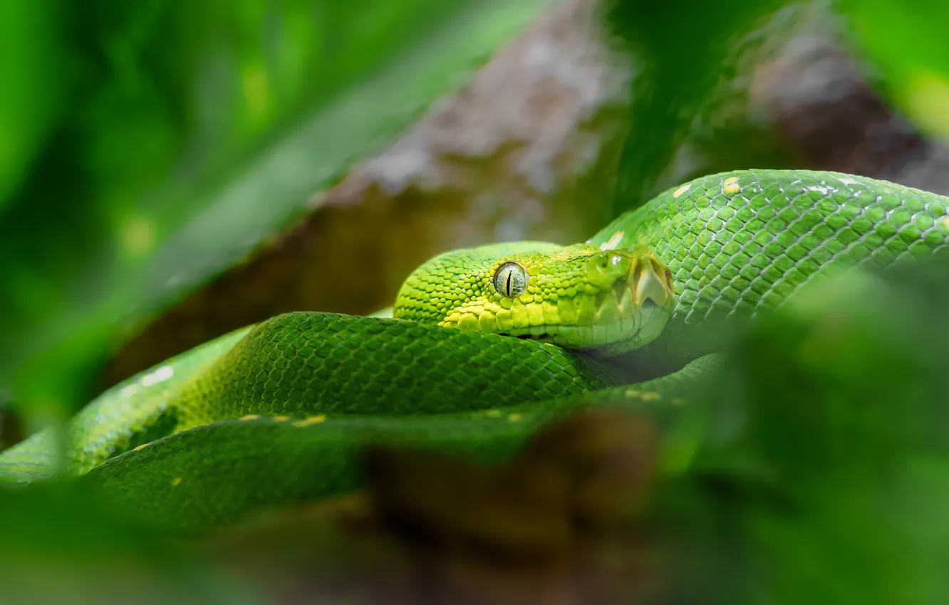 Photo wallpaper green, snake, Python, bokeh