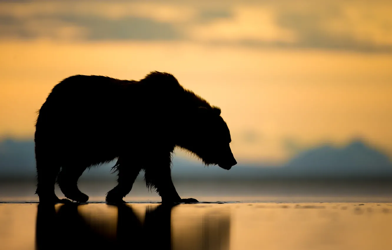 Photo wallpaper sunset, bear, Alaska, silhouette, the Bruins