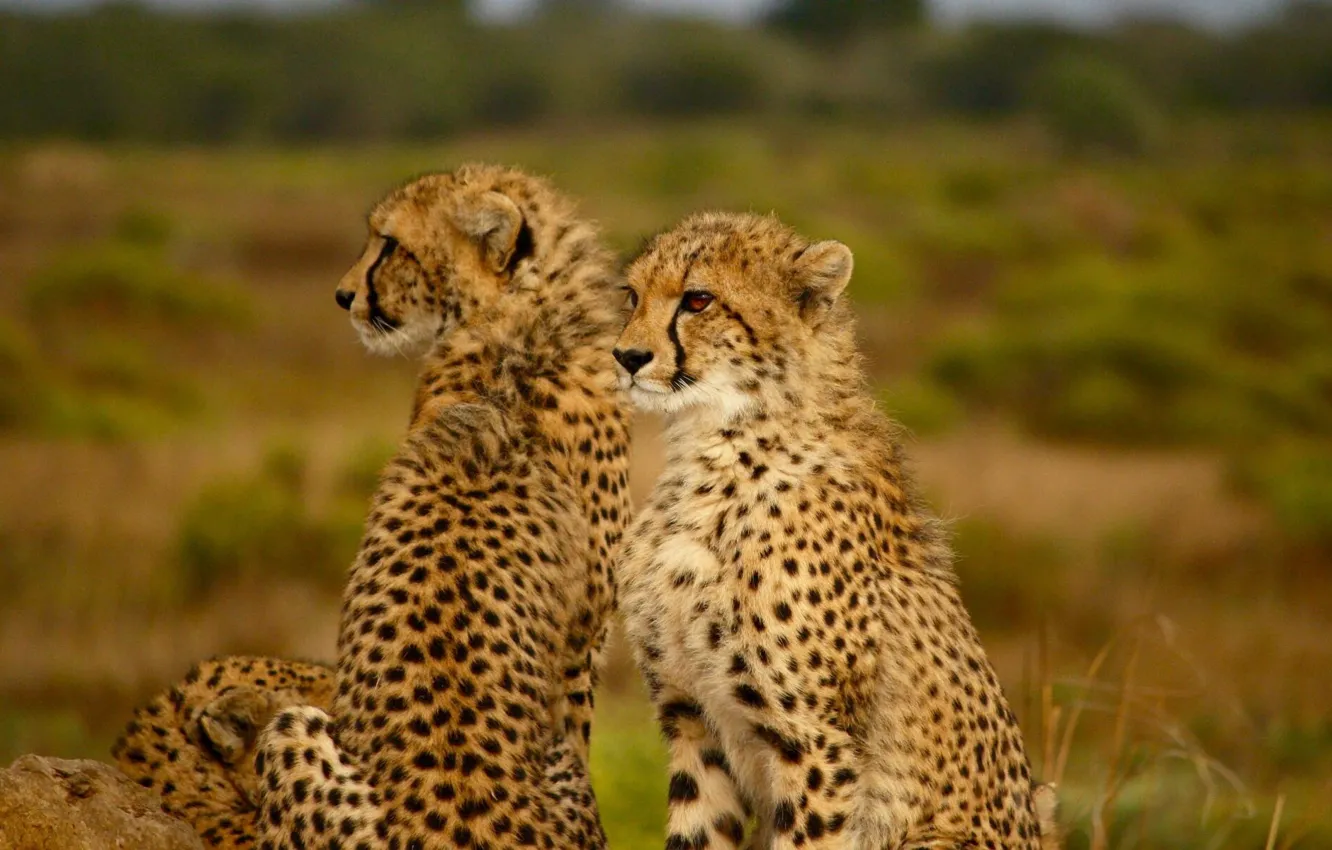 Photo wallpaper field, Family, Cheetah, Africa, wildlife, GRAS, -animal