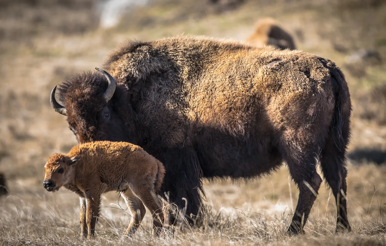 Photo wallpaper nature, background, Buffalo