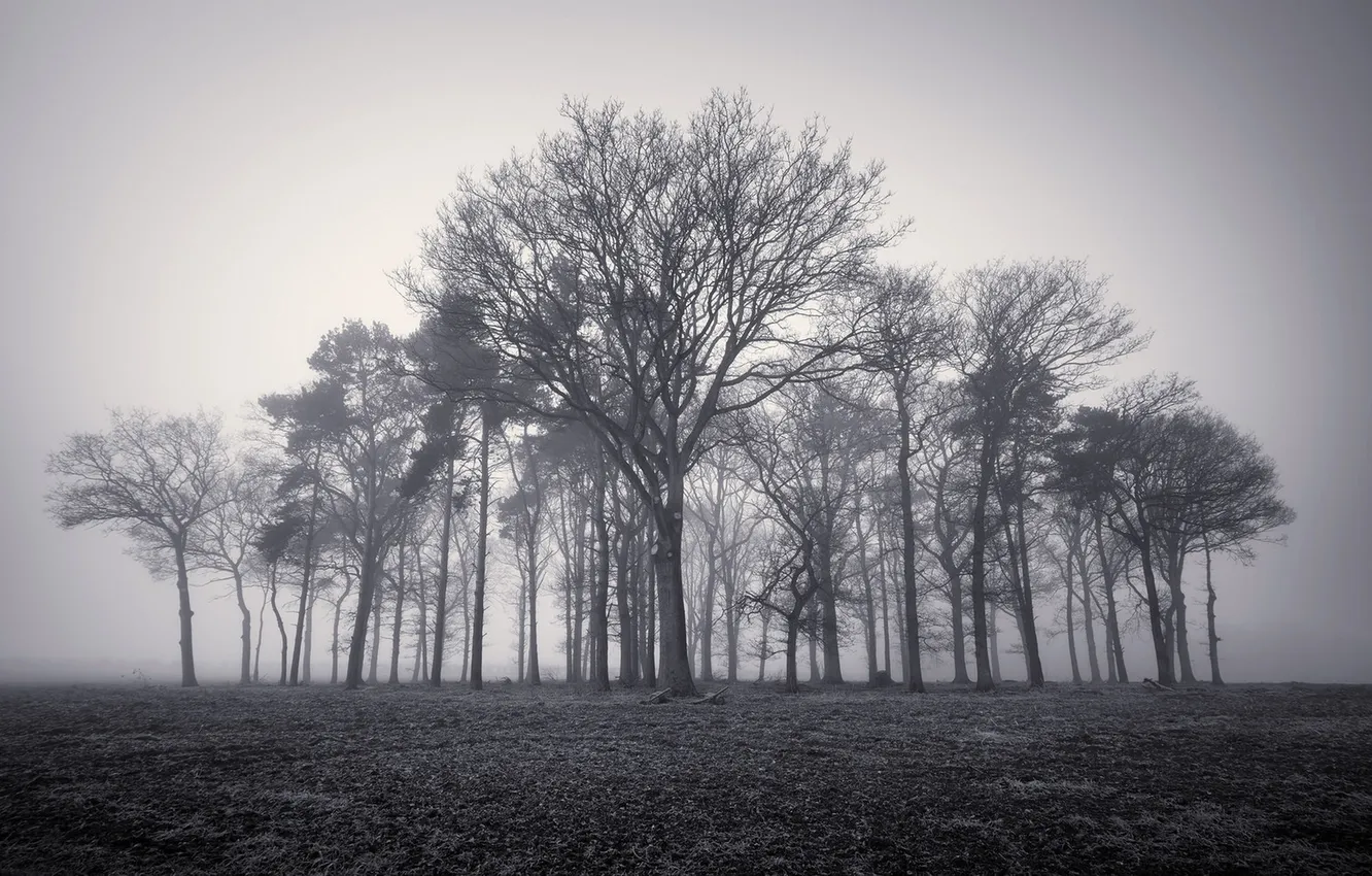 Photo wallpaper trees, nature, fog