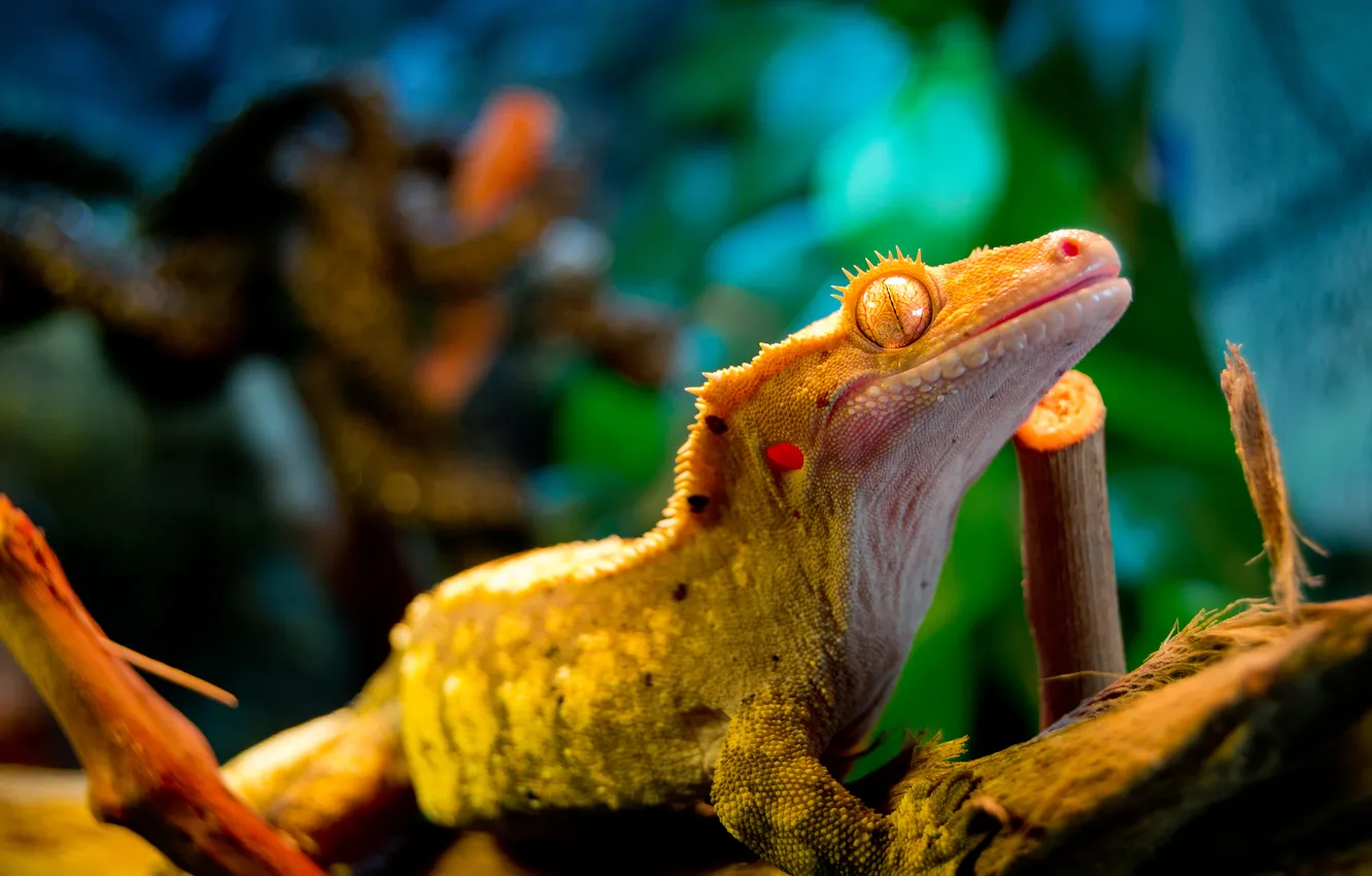 Photo wallpaper yellow, eyes, lizard, Gecko