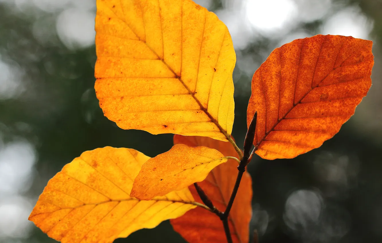 Photo wallpaper autumn, leaves, nature