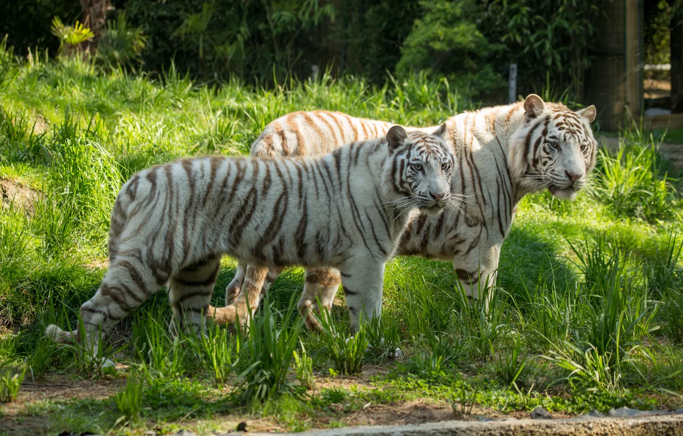 Photo wallpaper cat, grass, pair, white tiger