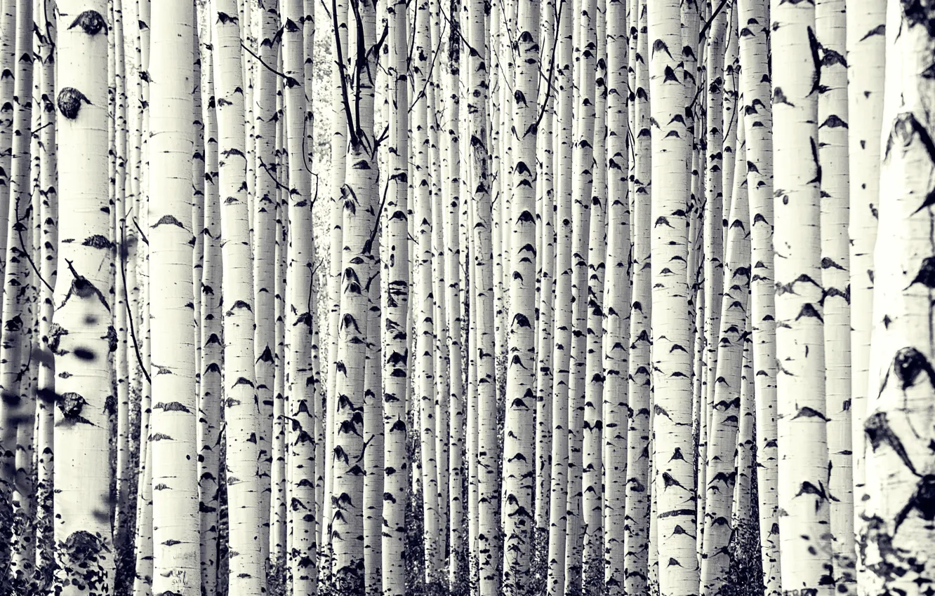 Photo wallpaper trees, birch, Birch