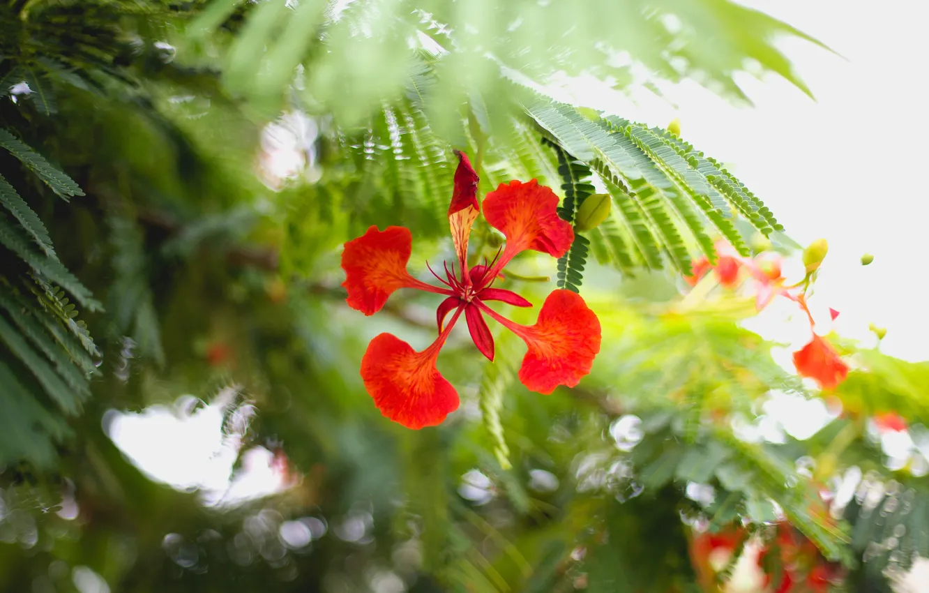Photo wallpaper flower, petals, red