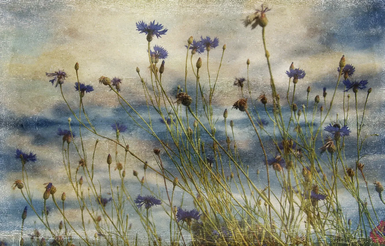 Photo wallpaper flowers, style, background