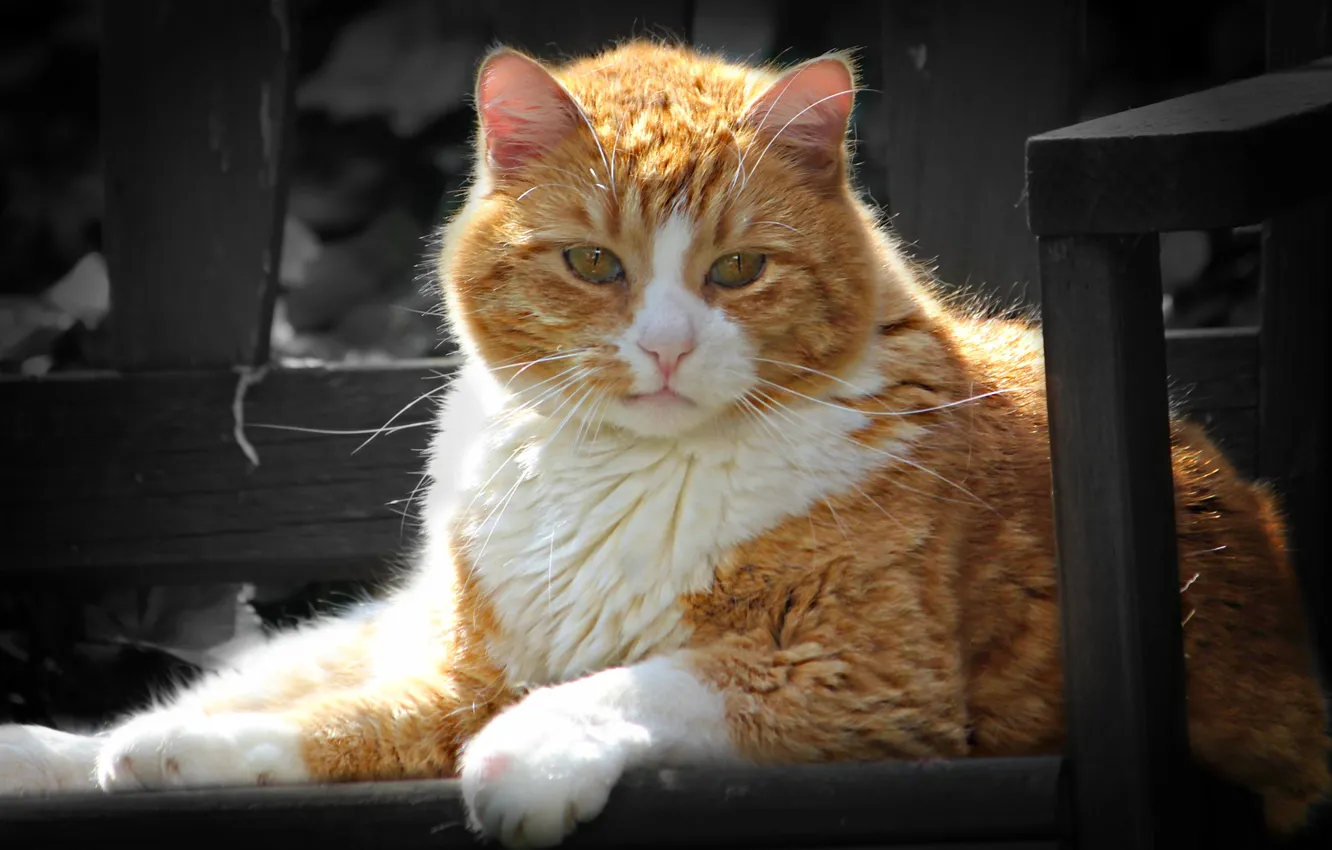 Photo wallpaper cat, Kote, kotofey, Wyzne