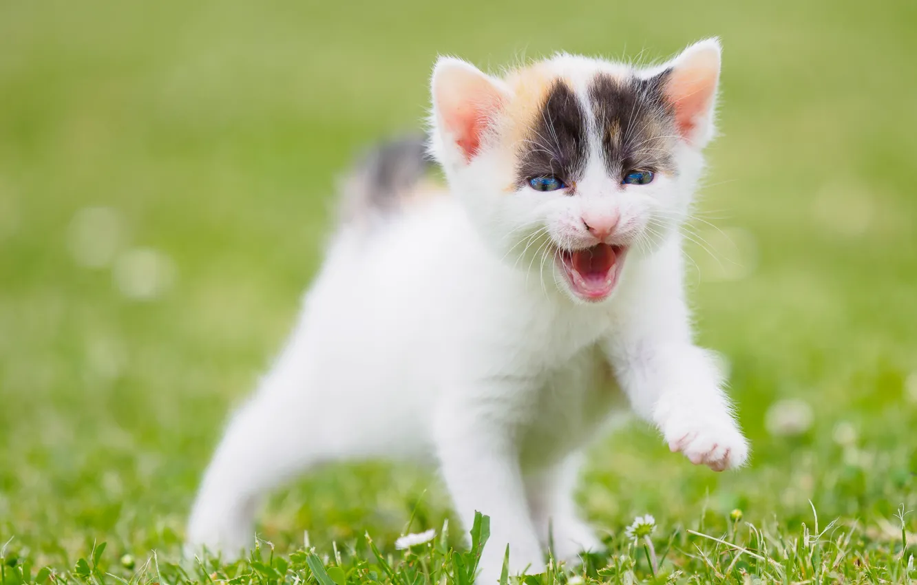 Photo wallpaper cat, white, summer, grass, pose, background, lawn, legs