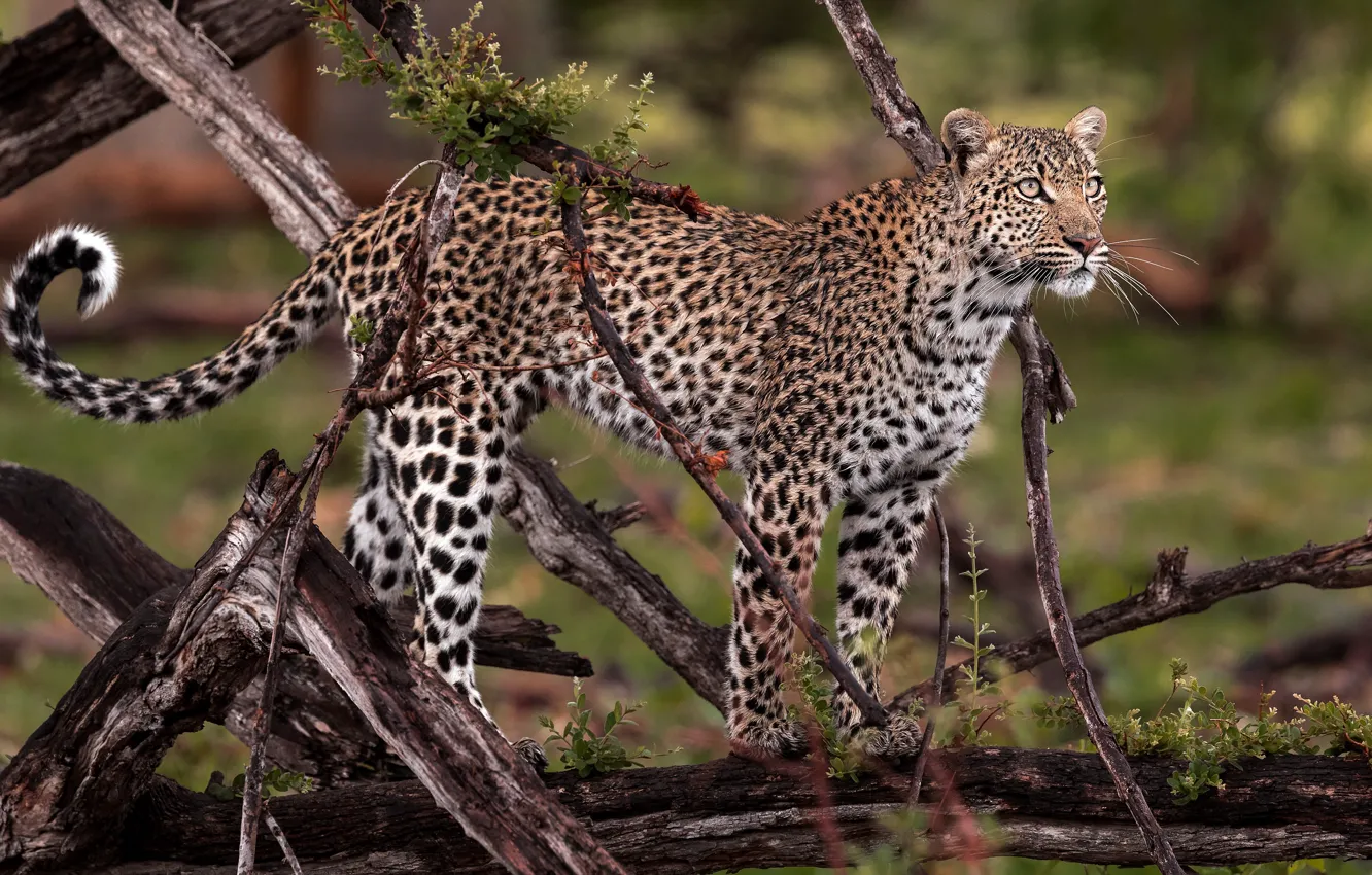 Photo wallpaper look, branches, nature, background, wet, leopard, snag, is