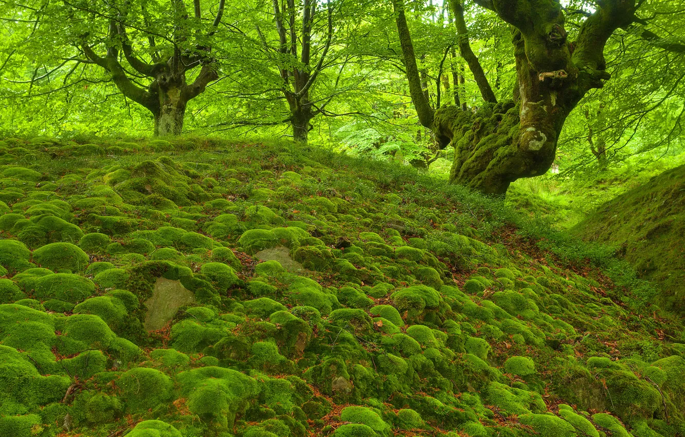 Photo wallpaper forest, trees, stones, moss