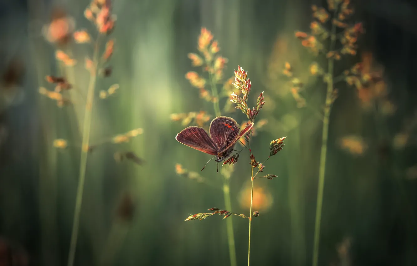 Photo wallpaper grass, macro, butterfly, spikelets