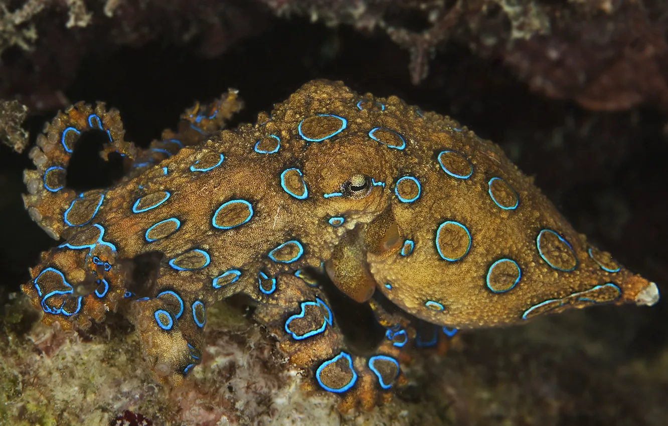 Photo wallpaper sea, the bottom, octopus