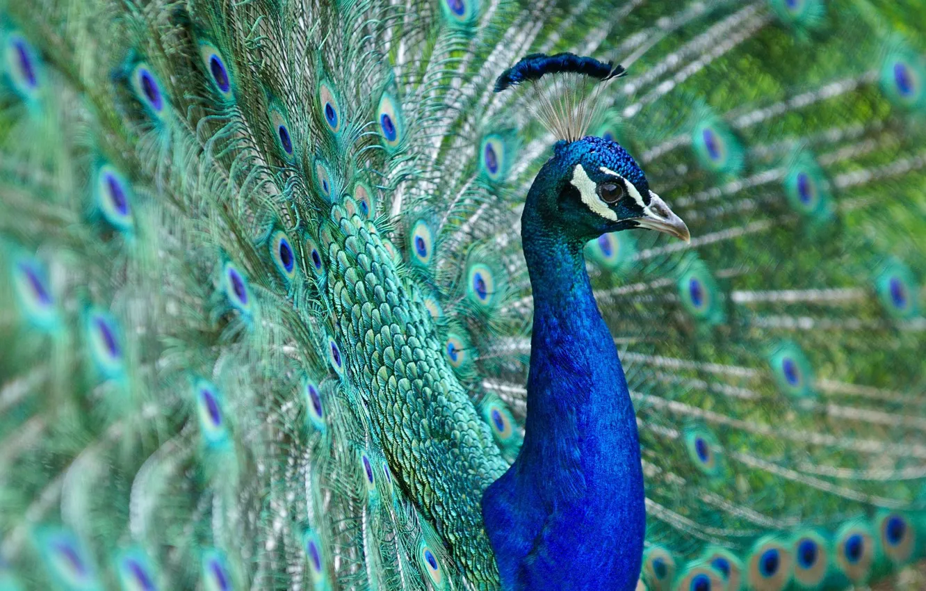 Photo wallpaper bird, feathers, tail, peacock