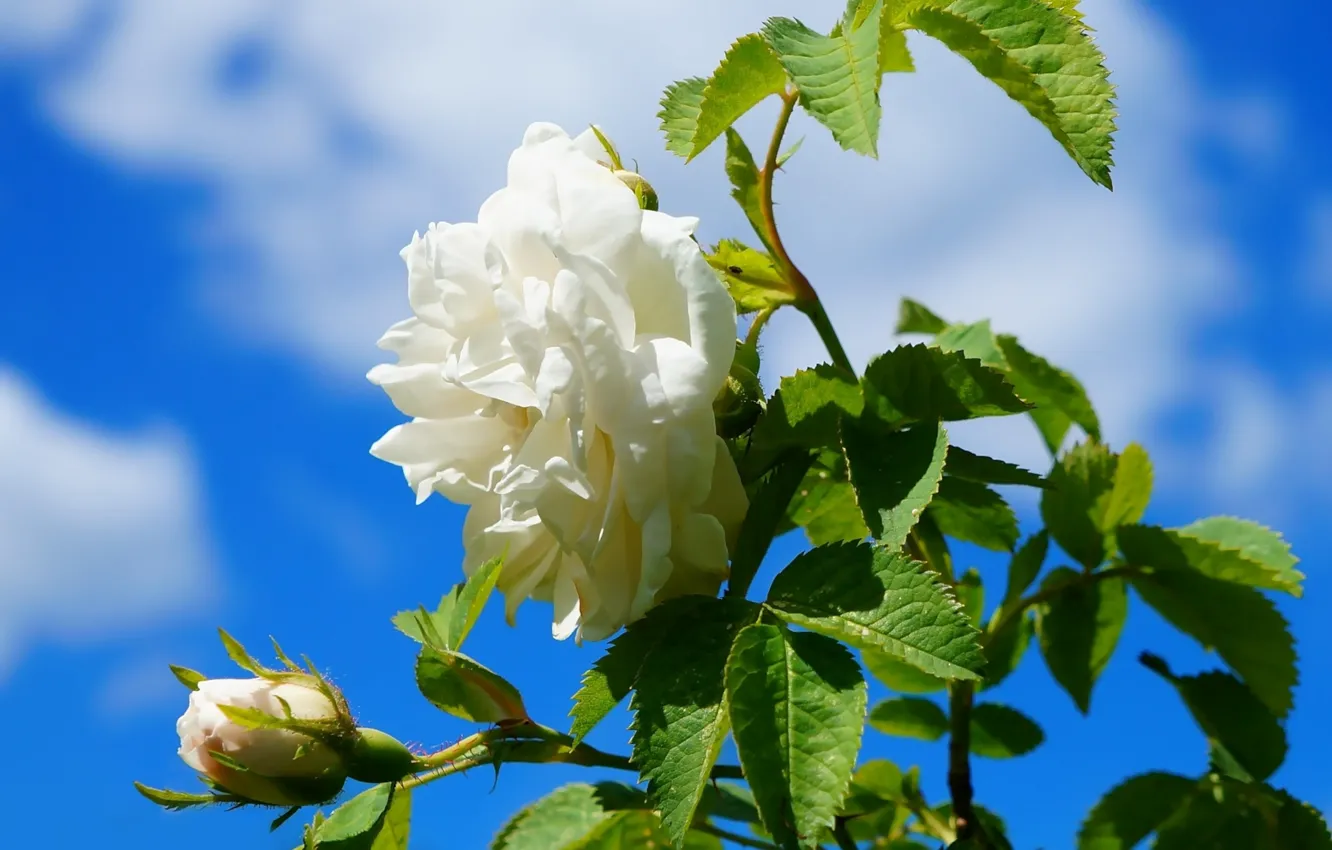 Photo wallpaper rose, white, flower