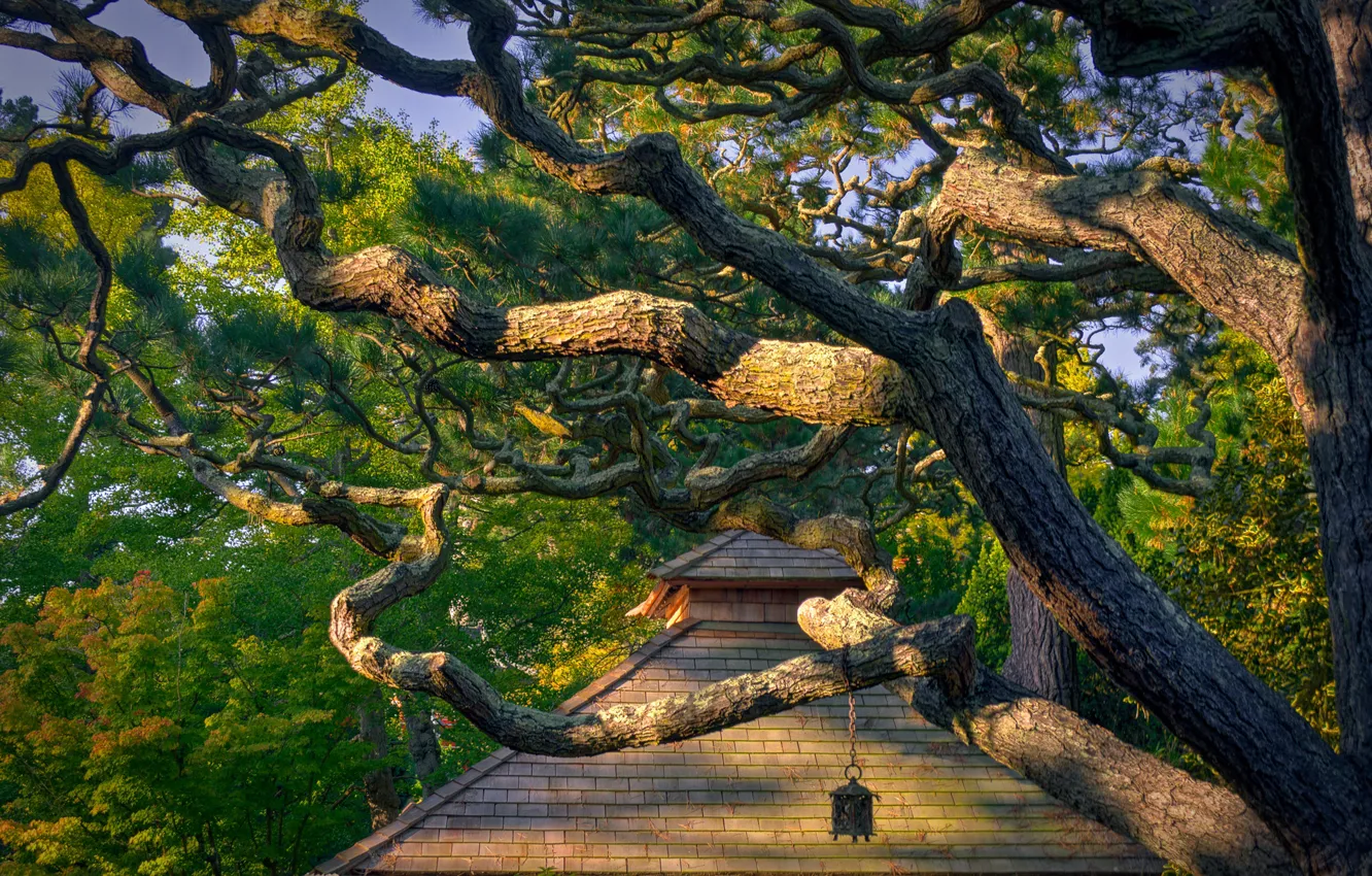 Photo wallpaper branches, tree, CA, San Francisco, house, California, San Francisco, Japanese Tea Garden
