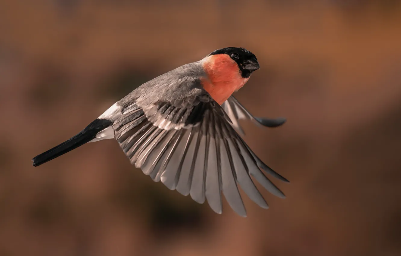 Photo wallpaper background, bird, wings, feathers, Bullfinch, flight