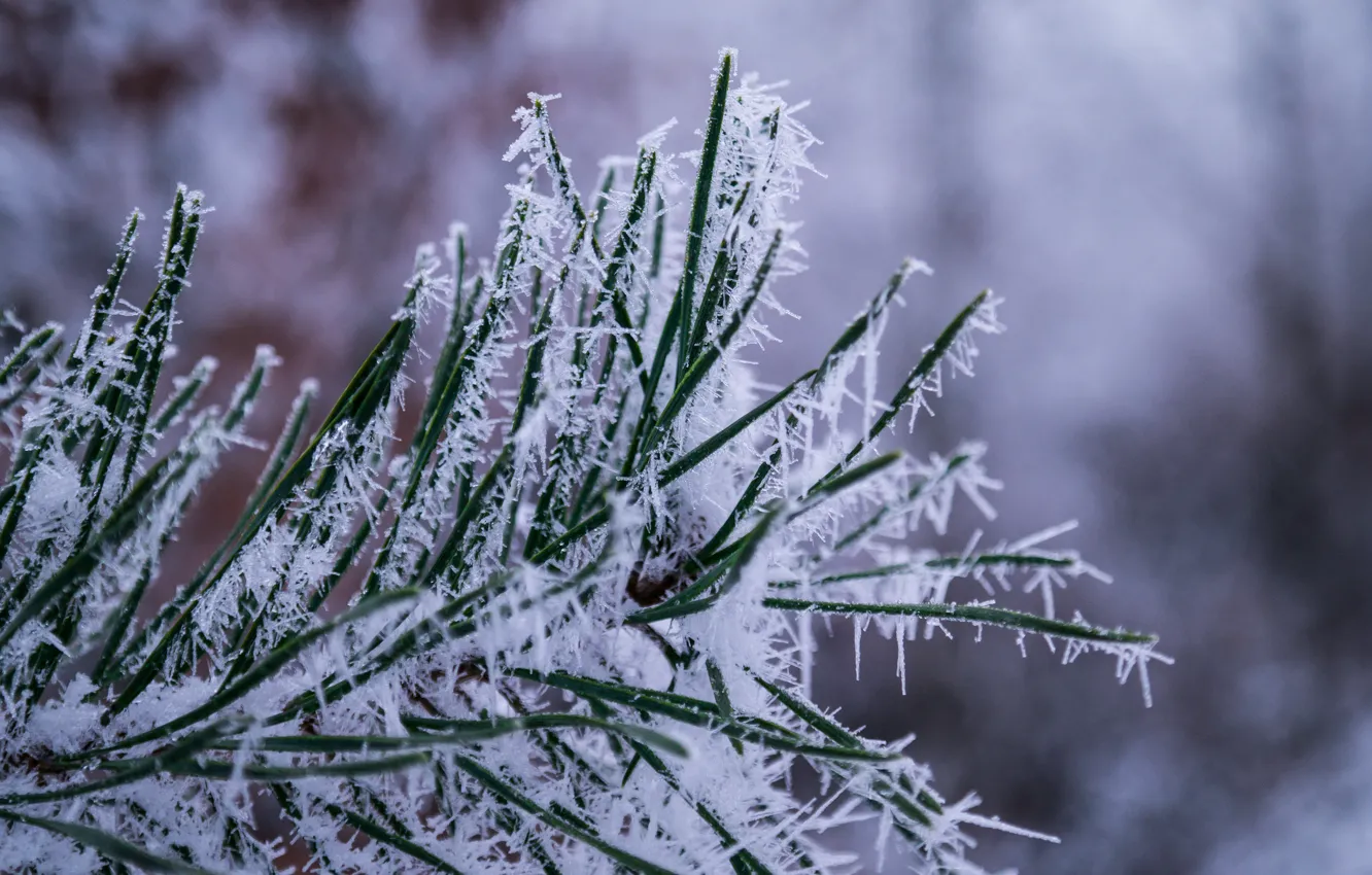Photo wallpaper ice, forest, winter, snow, cold, pine, close up, crystals