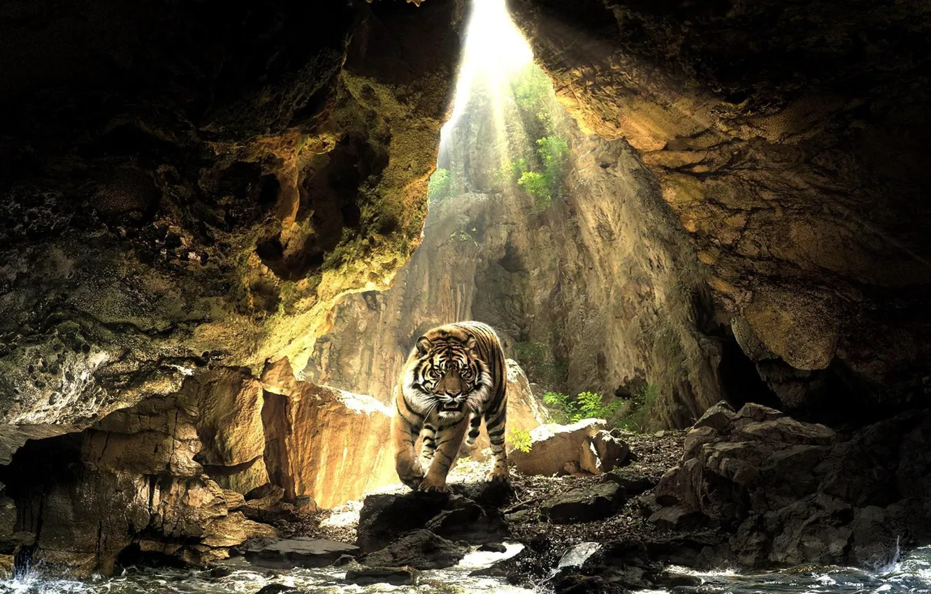 Photo wallpaper water, the sun, tiger, stones