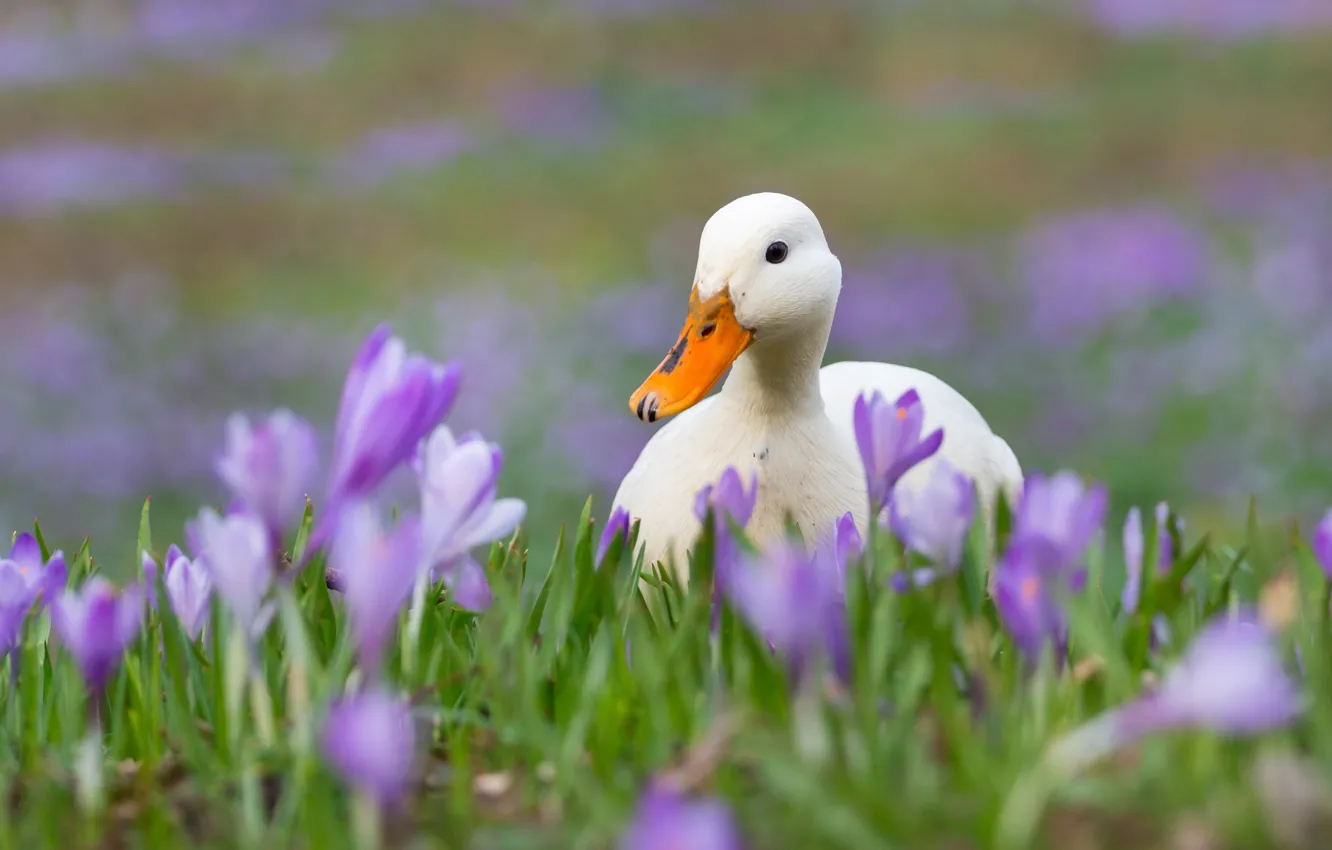 Photo wallpaper white, flowers, duck, spring, crocuses, duck