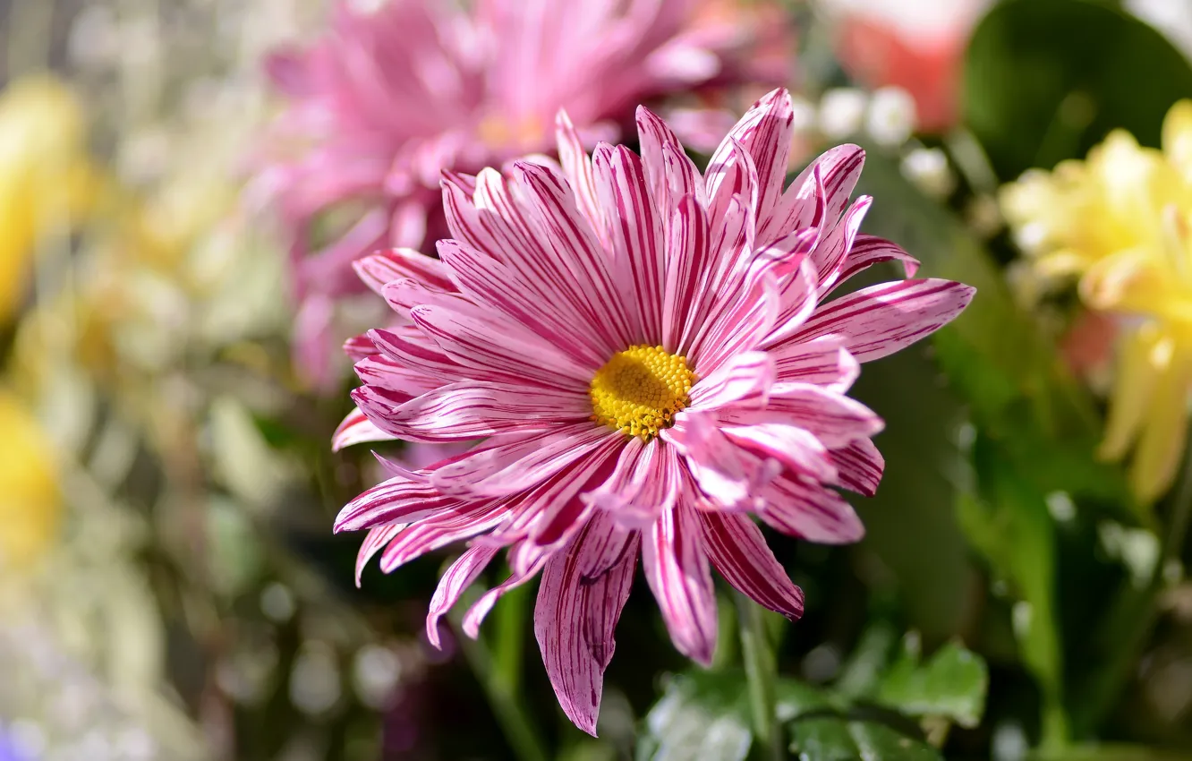 Photo wallpaper flowers, spring, chrysanthemum, bokeh