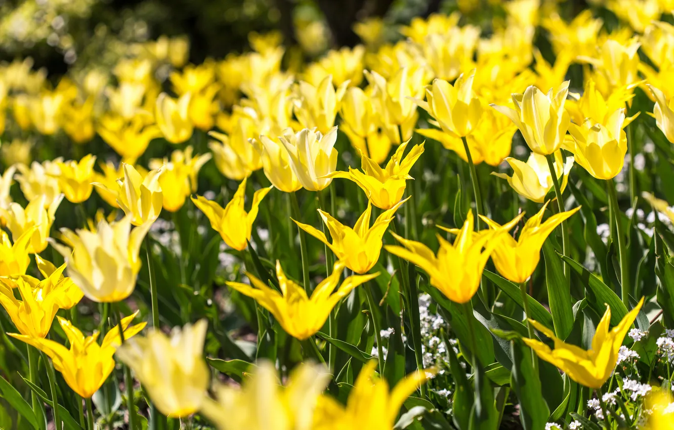 Photo wallpaper light, flowers, yellow, spring, tulips, flowerbed, a lot