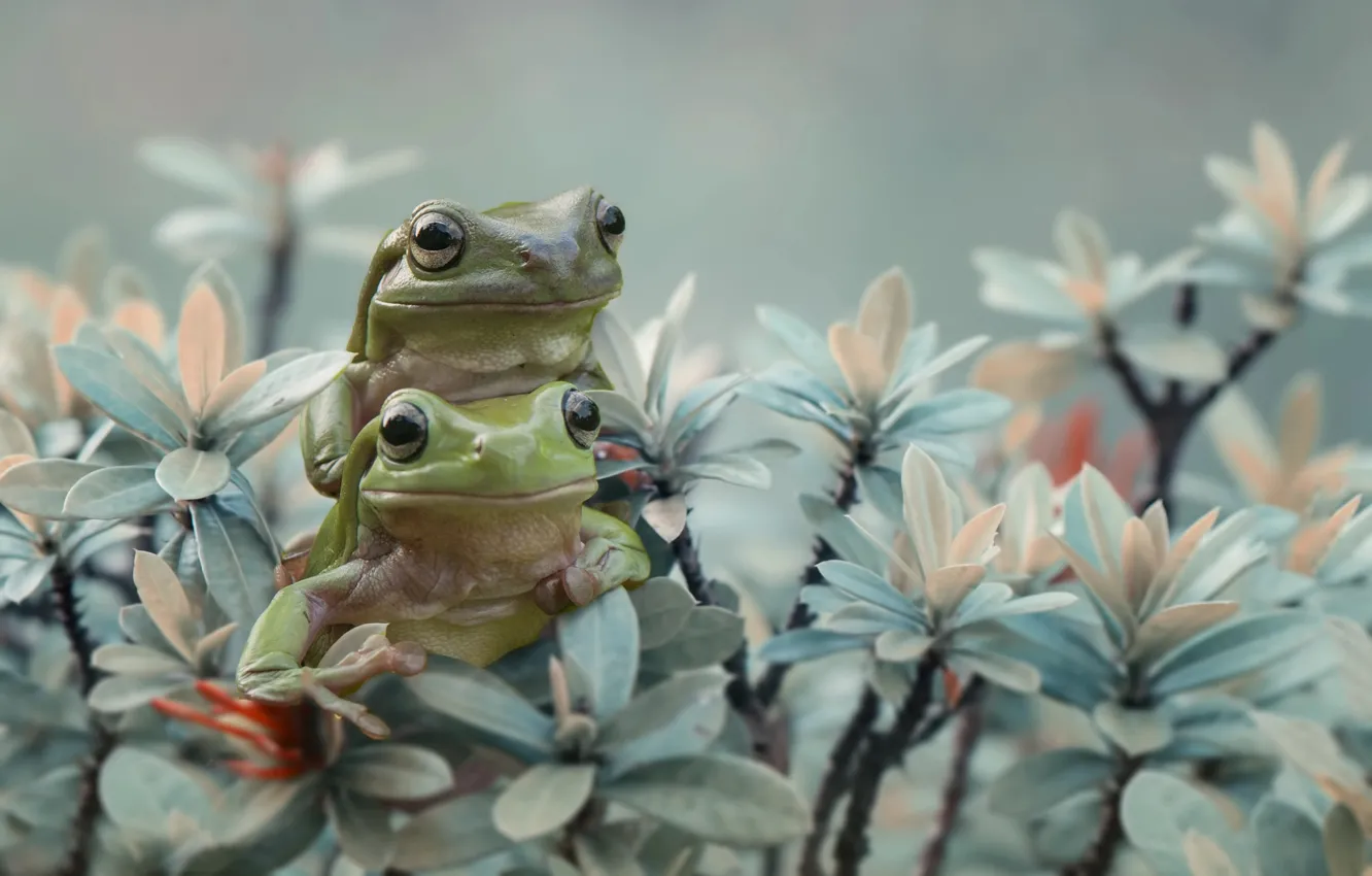 Photo wallpaper animals, leaves, branches, pair, frogs, amphibians