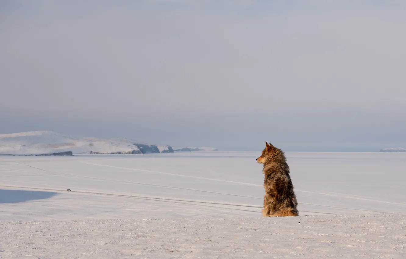 Photo wallpaper winter, field, the sky, snow, space, hills, back, dog