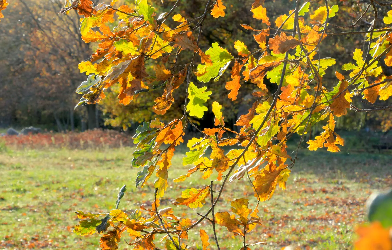 Photo wallpaper autumn, leafs, fall