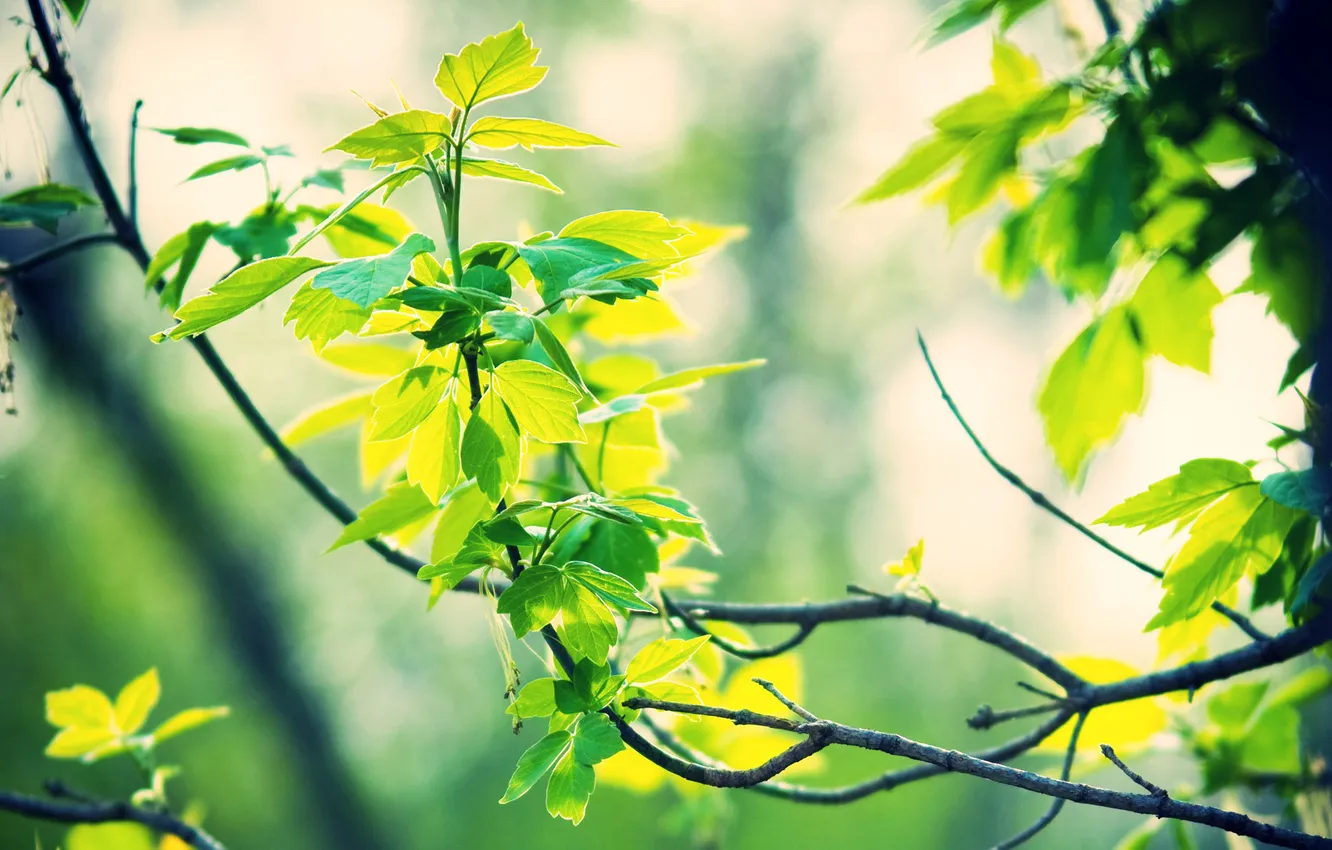 Photo wallpaper forest, summer, leaves, the sun, rays, branches, nature, photo