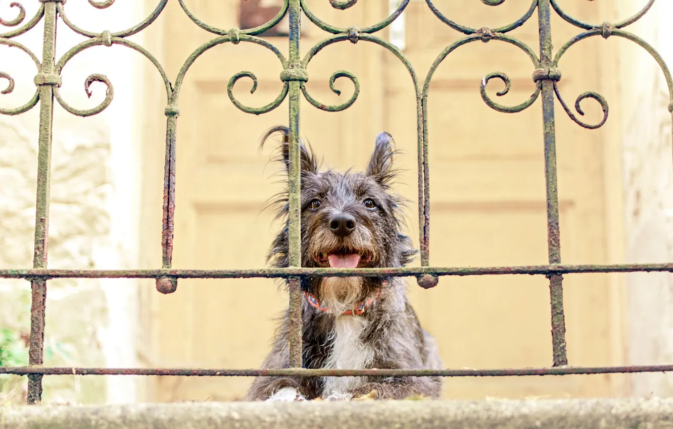 Photo wallpaper look, each, dog